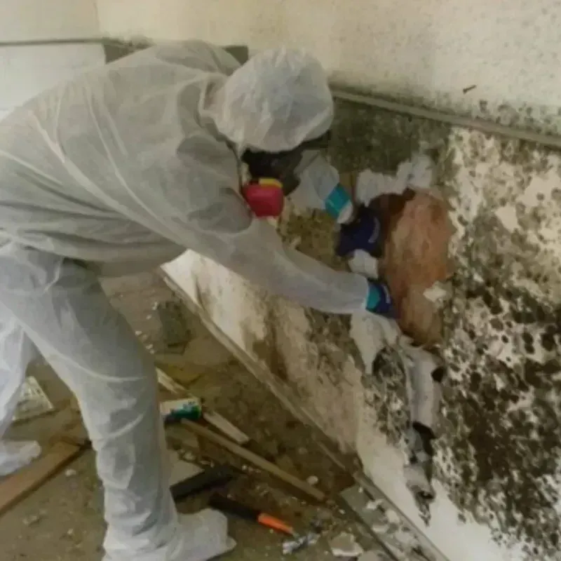 Mold Remediation and Removal in Nampa, ID